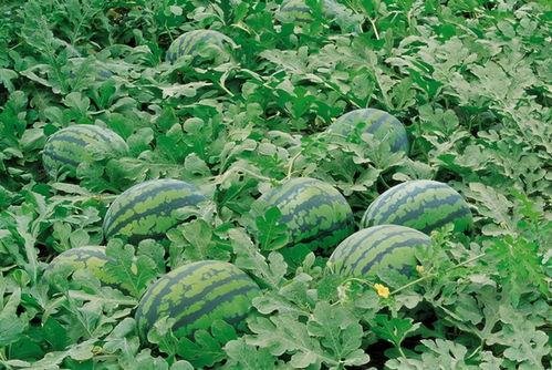 德阳网红吃瓜群微信,揭秘网络社交圈的趣味与争议 第1张 德阳网红吃瓜群微信,揭秘网络社交圈的趣味与争议 第1张